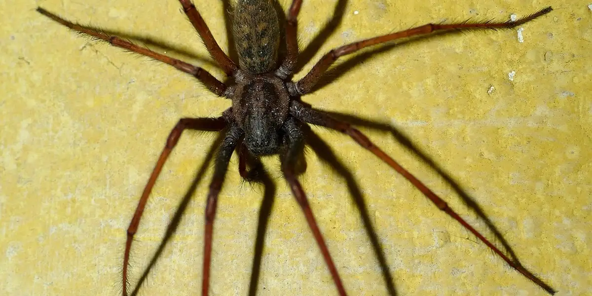 A large spider on a yellow wall, symbolizing fear and intrusion.
