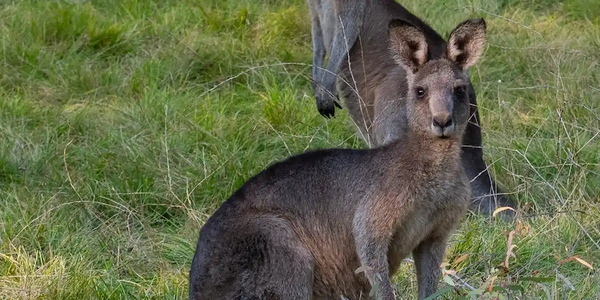 A close-up of a kangaroo standing in a grassy field, looking toward the camera.