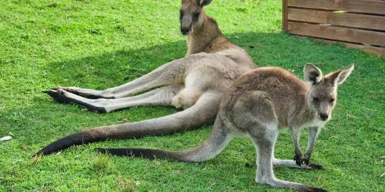 Two kangaroos on green grass near a wooden fence; one is lying down and the other stands nearby.