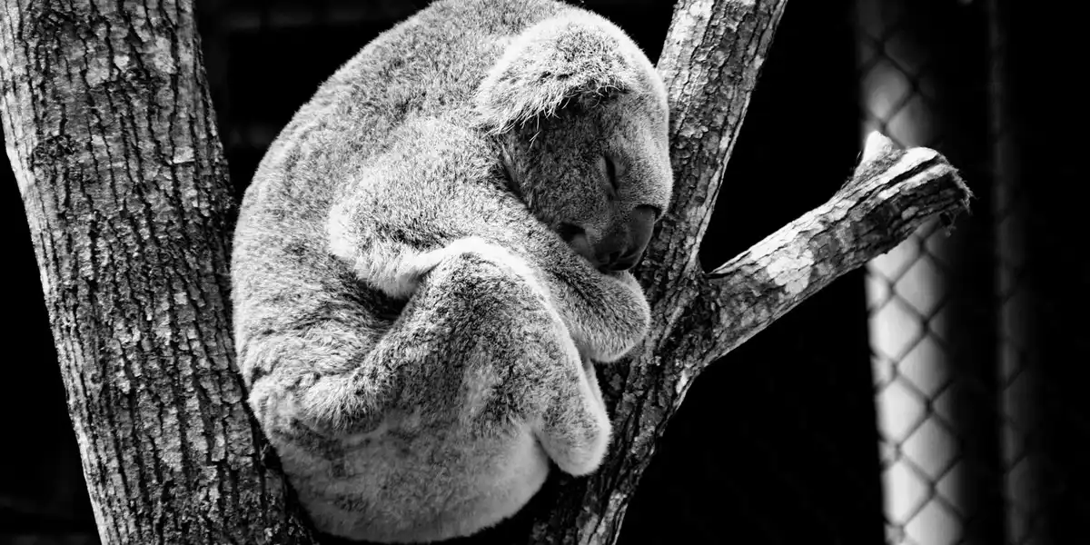 Monochrome image of a koala curled up and sleeping on a tree branch.