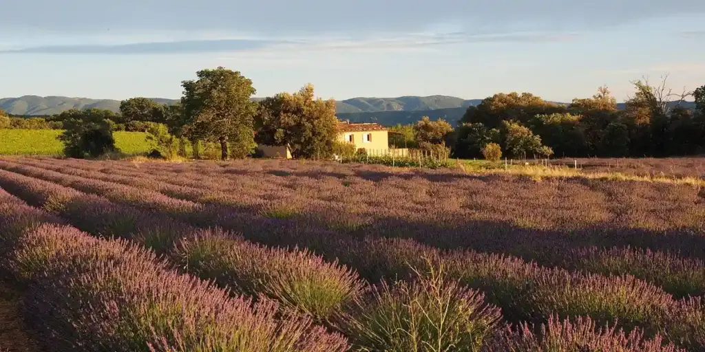 What Does Lavender Symbolize in Your Dreams?