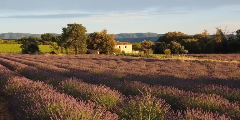 A vast field of purple lavender extends toward a distant farmhouse and trees under a warm, golden sky.