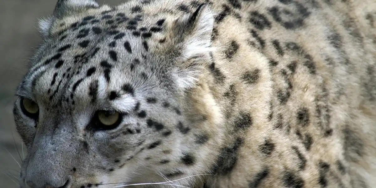 Close-up of a spotted leopard with pale fur and piercing eyes.