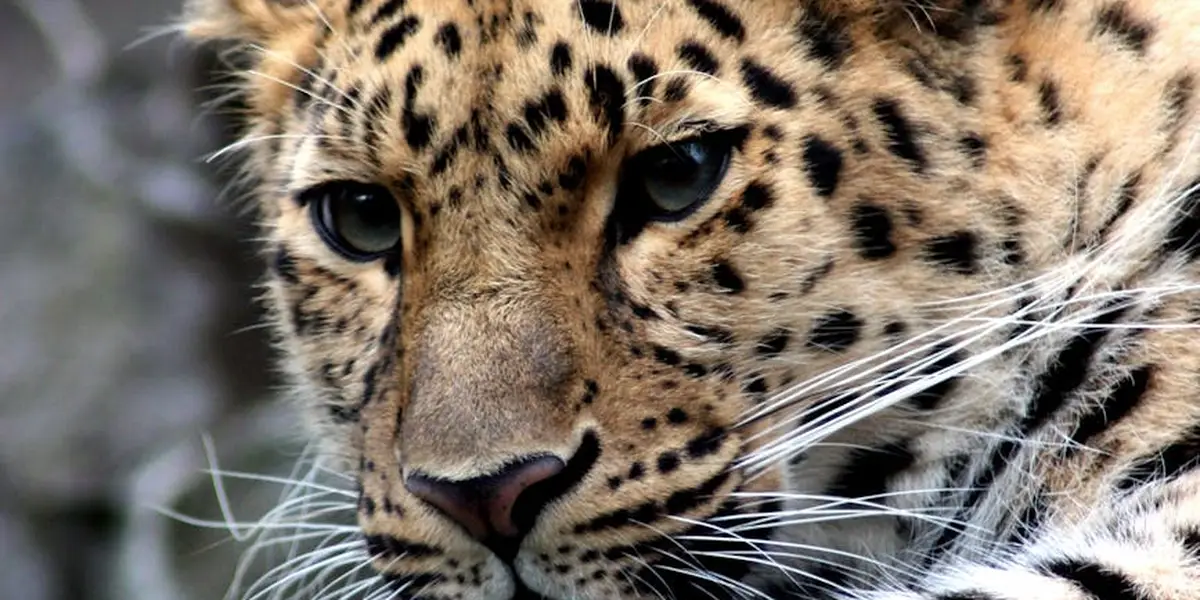 Close-up of a leopard's face with amber eyes and spotted fur, gazing intently
