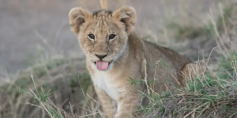 A lion cub in tall grass, looking toward the camera with its tongue sticking out.
