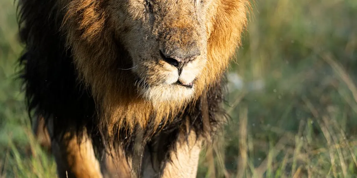 Close-up of a lion’s face in a grassy savanna, showing the mane and calm, piercing gaze.