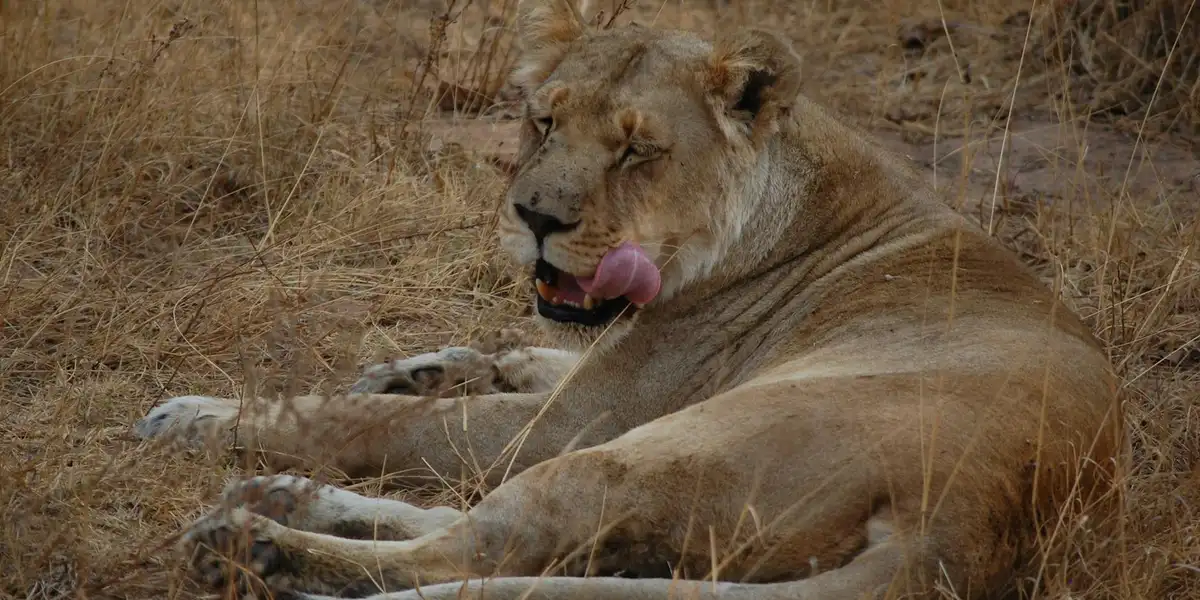 A lioness resting on dry grass in a sunlit savanna, ears perked and eyes focused forward.