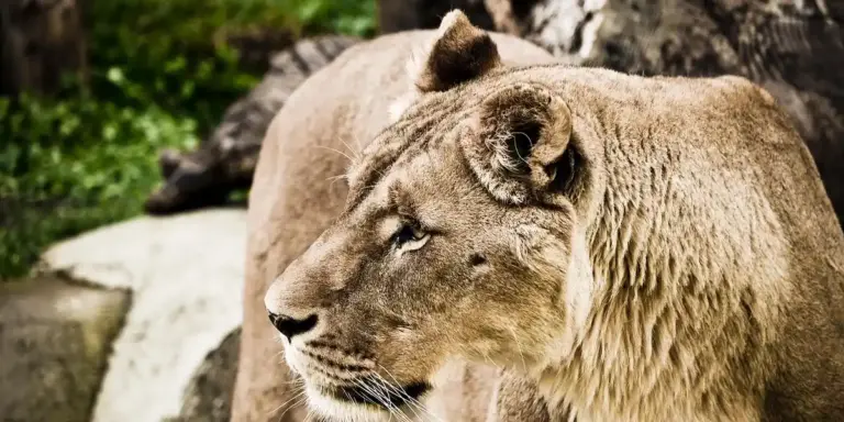 Close-up of a lioness in a natural, green setting