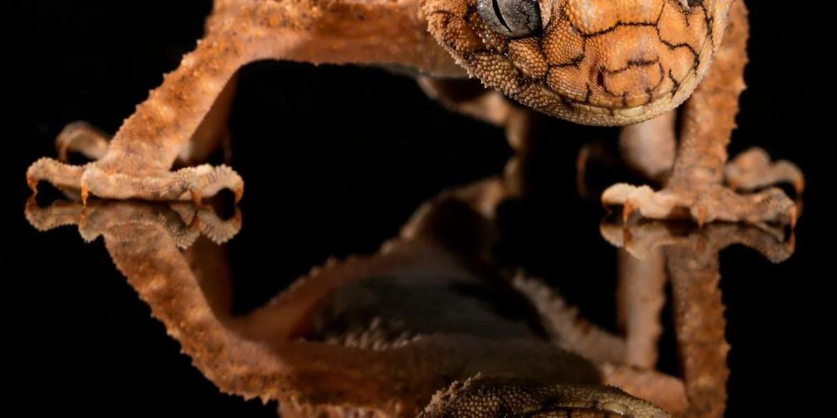 Close-up of an orange-brown lizard with textured scales against a black background, its limbs curled around.