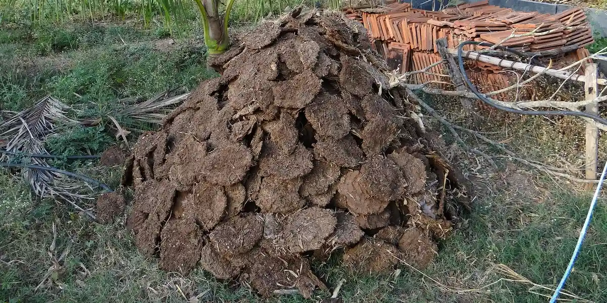 A large pile of brown manure outdoors, with greenery and fencing in the background.