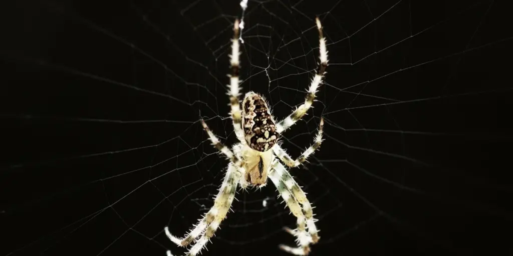 Black Spiders in Dreams: Interpreting the Shadow and Light
