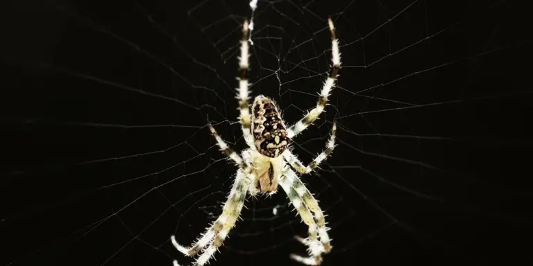 Close-up of a pale spider with a patterned abdomen in its web against a dark background.