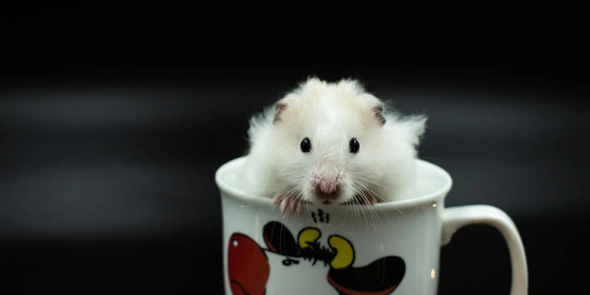Close-up of a small white rodent peeking over the rim of a white ceramic mug with a cartoon design, against a dark background.