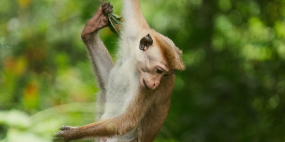 A young monkey clings to a branch in a lush green forest.