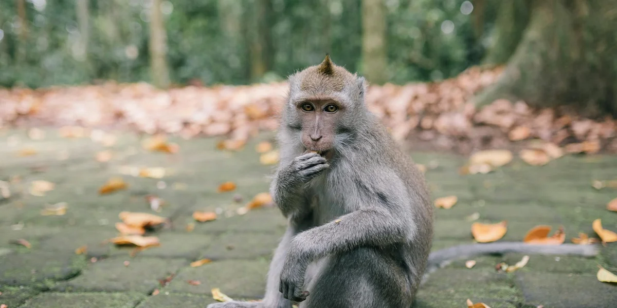 A thoughtful monkey sits on a stone path among autumn leaves in a park, gazing toward the camera with one hand near its mouth.