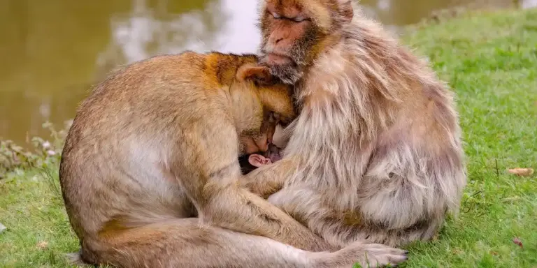 Two monkeys sit on grass by a body of water, with one grooming the other in a playful, affectionate moment.