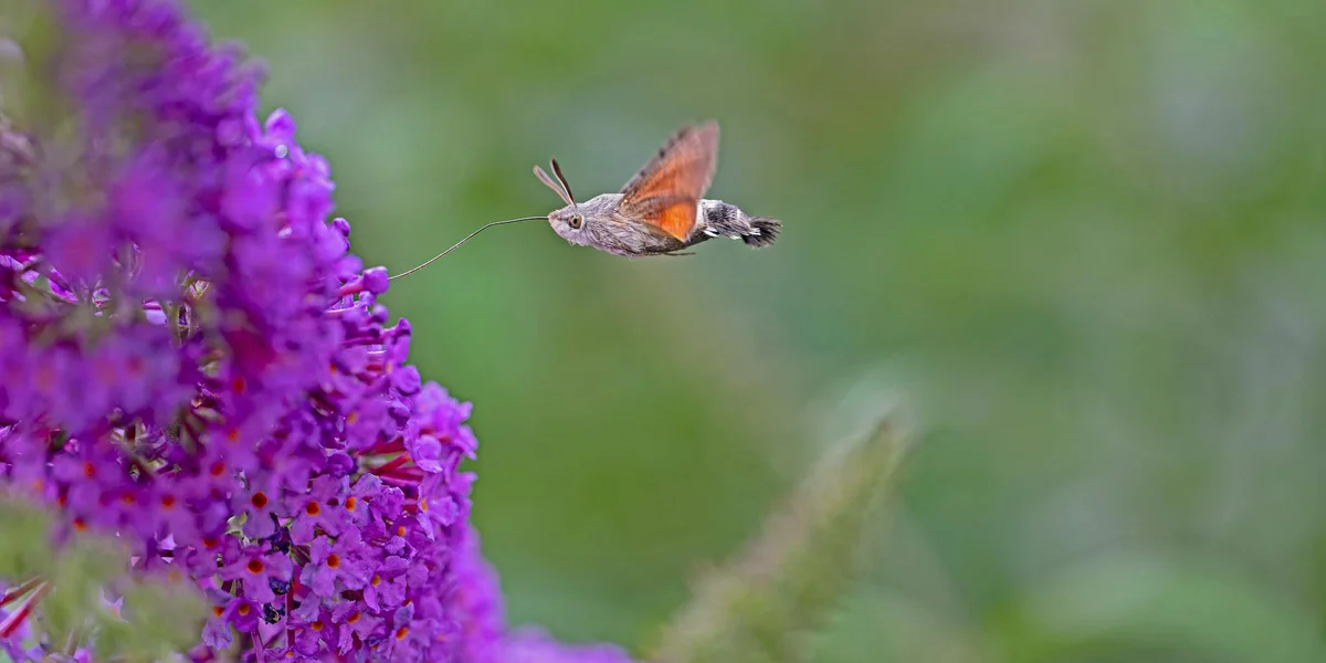 A small orange and brown moth hovering near vivid purple blossoms in a garden