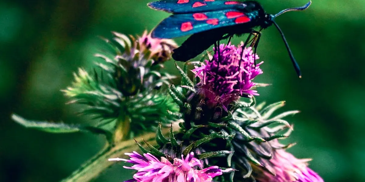 Blue moth with pink spots perched on a purple thistle-like flower, with a soft green background.