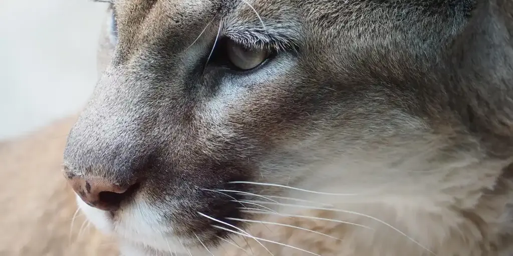 Dreaming of Mountain Lions: Power Symbolism and Meaning