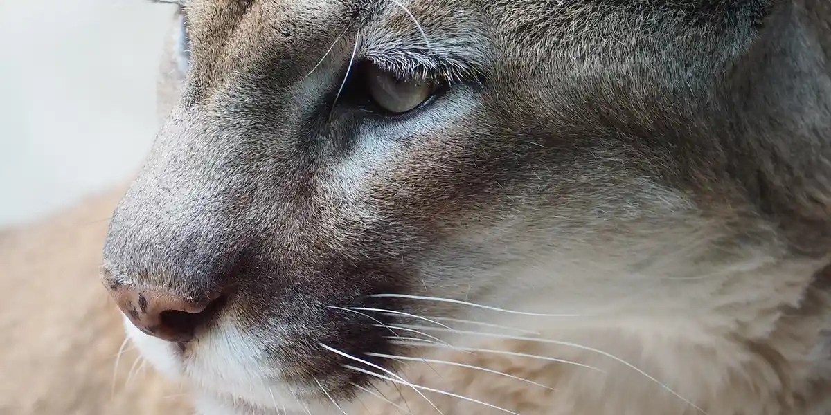 Close-up of a mountain lion's face, showing a focused eye and long white whiskers