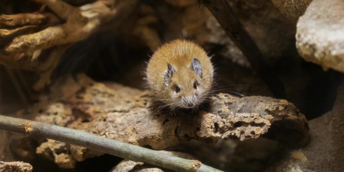 A small brown mouse perched on a rough rock in a dim natural setting