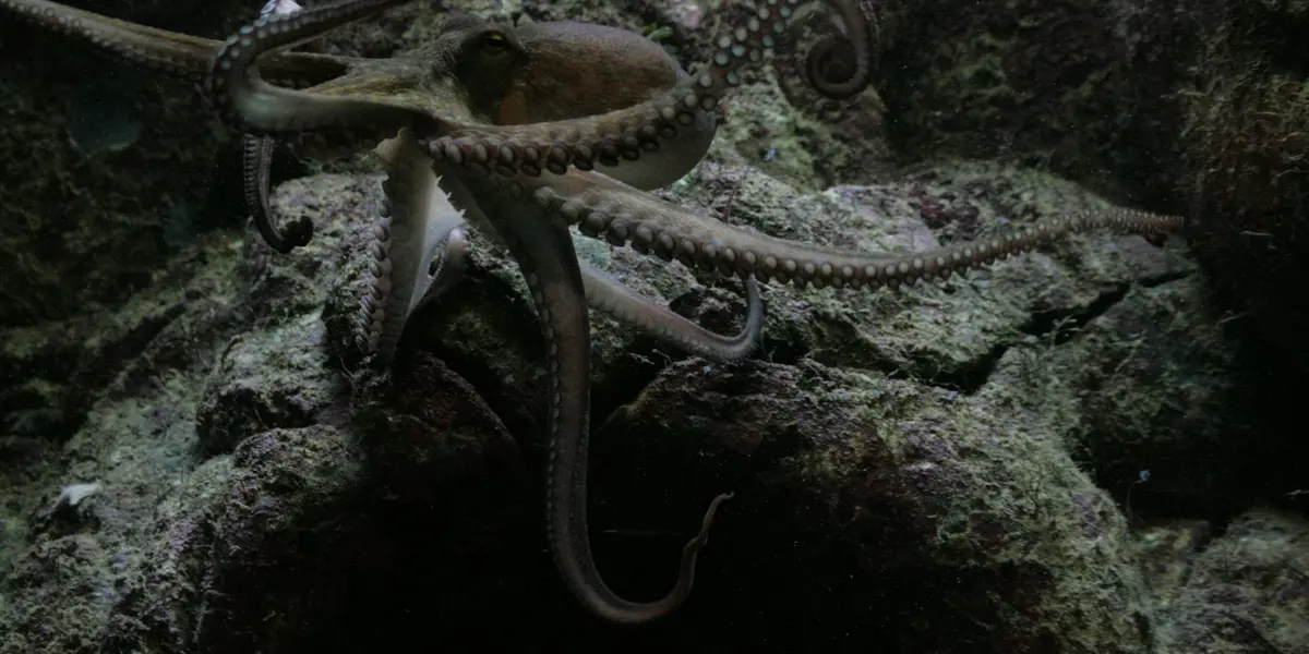 An octopus swimming among dark, rocky underwater terrain with its long tentacles trailing, inviting exploration of hidden meanings.