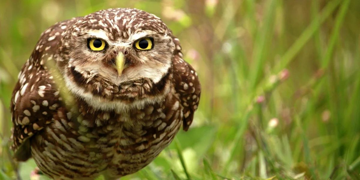 Close-up of a brown, speckled owl with yellow eyes in a grassy setting