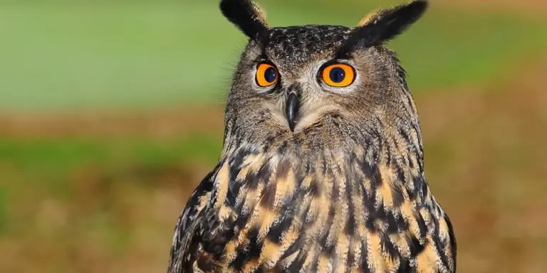 Close-up of a brown owl with striking orange eyes, perched in a natural, blurred green background.