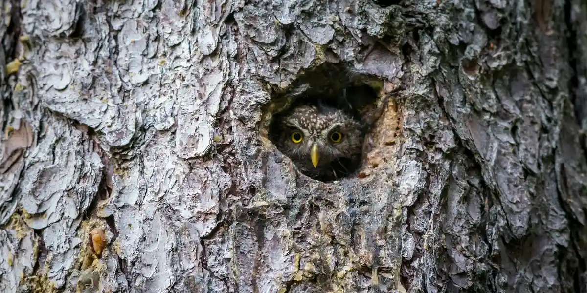 An owl peeks out from a hole in a rough, textured tree trunk.