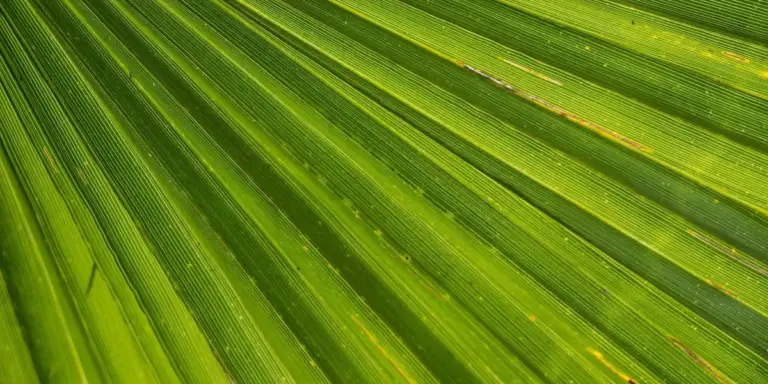 Close-up of a green palm leaf with long, parallel veins