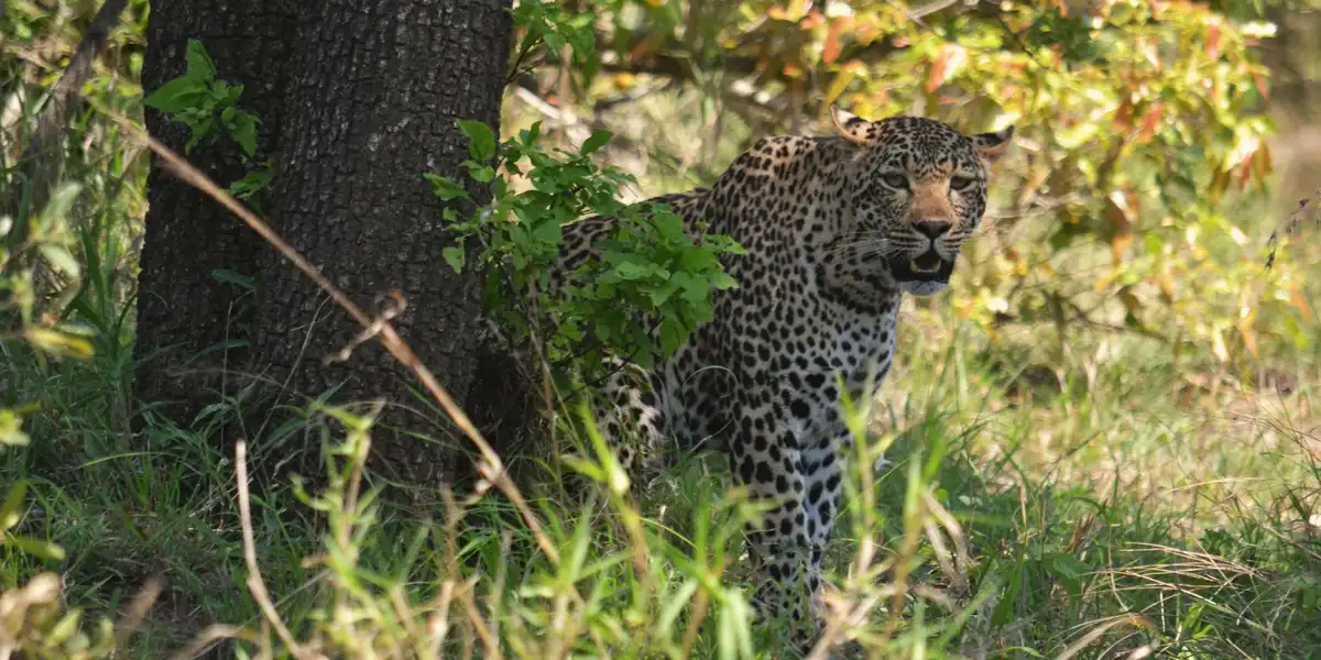 Leopard peering from behind a tree in a sunlit grassy landscape.