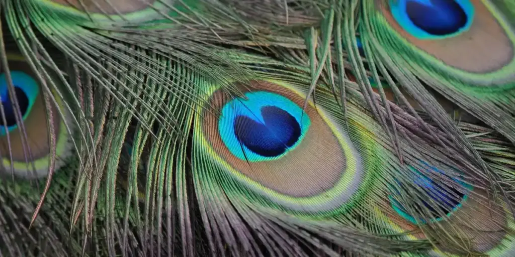 What Does It Mean to Dream About a Peacock?