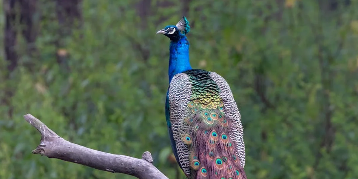 A vivid peacock perched on a branch, displaying iridescent blue plumage and eye-spotted tail feathers against a green, forested background.