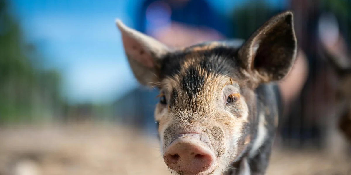 Close-up of a piglet with a pink snout and dark patches, standing in a sunlit farmyard.