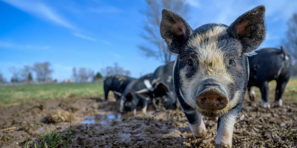 Close-up of a pig in a muddy field with a blue sky and several pigs in the background, suggesting humility and earthly grounding.