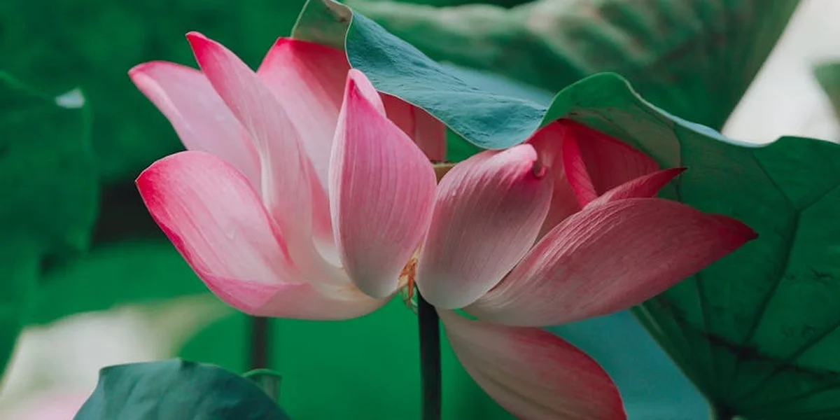 Close-up of a pink lotus flower with green leaves in the background.