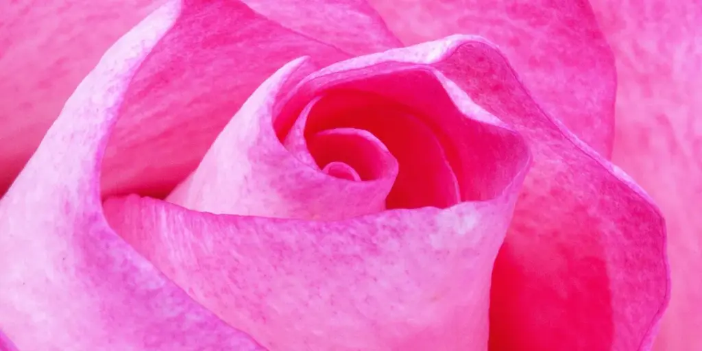 Pink in Dreams: Spiritual Meanings of Love and Healing