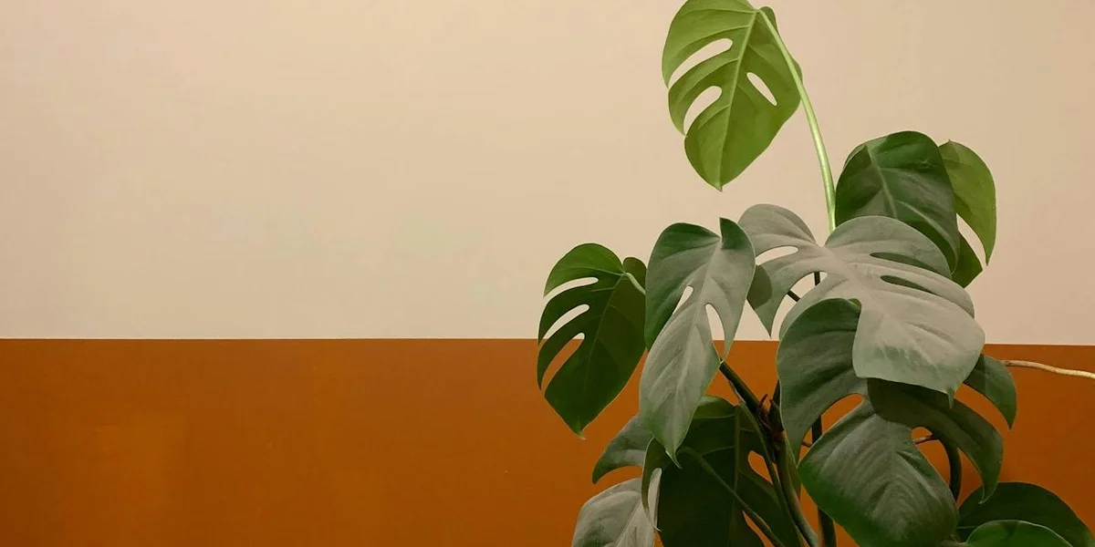 Monstera plant with large, split leaves indoors against a warm beige wall.