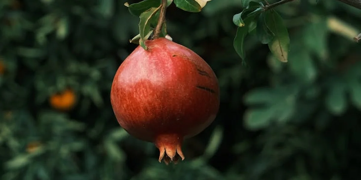 A single ripe red pomegranate hanging from a branch surrounded by green leaves.