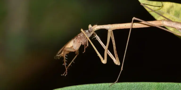 Close-up of a brown praying mantis perched on a twig