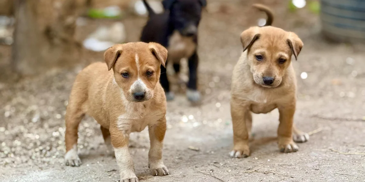 Two puppies standing on a dirt surface, with a blurred background, looking ahead.