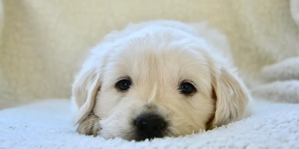 Dreaming About Puppies: A Gentle Sign of New Beginnings