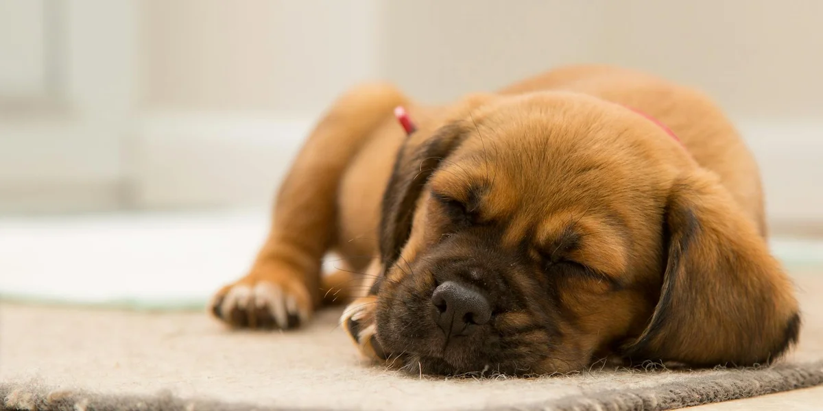 Brown puppy sleeping peacefully on a light carpet, with eyes closed and a pink collar visible.