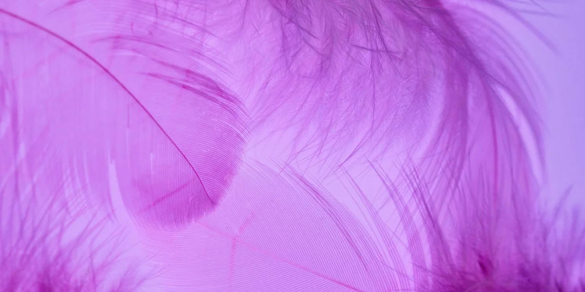 Close-up of soft purple feathers with delicate lines curling across the image, evoking recurring dream motifs.