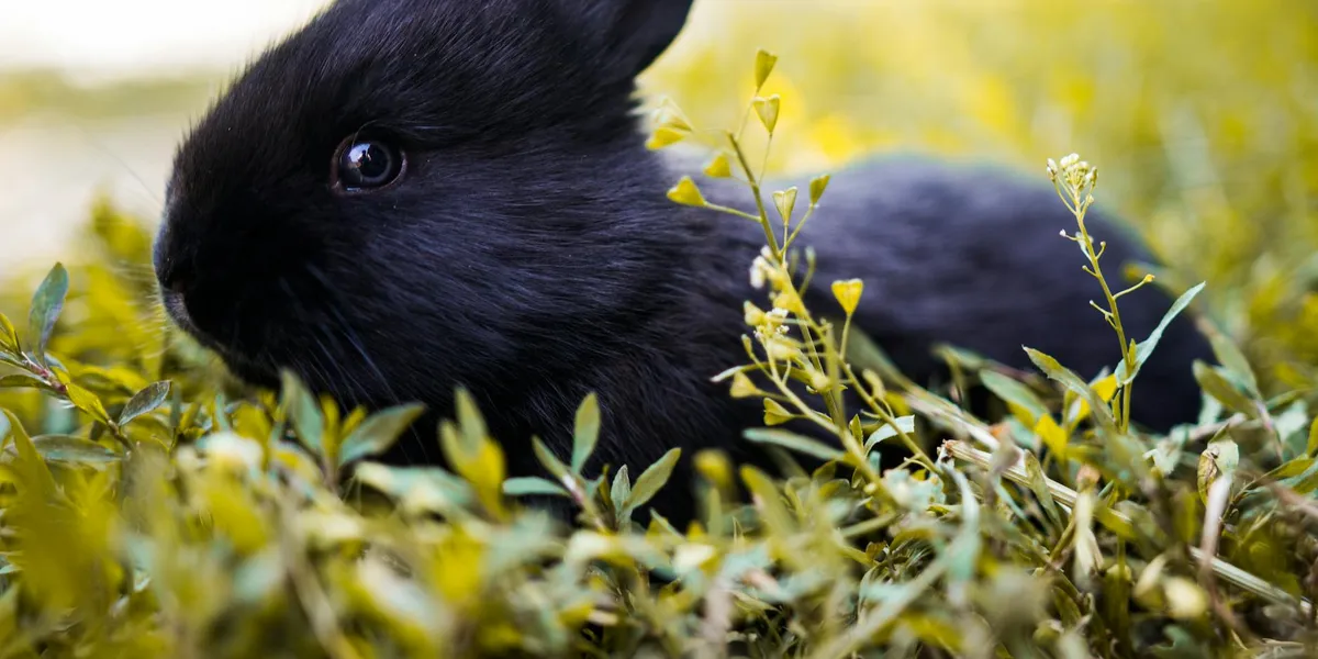 Close-up of a black rabbit among yellow-green foliage, symbolizing intuition and renewal in dream symbolism.