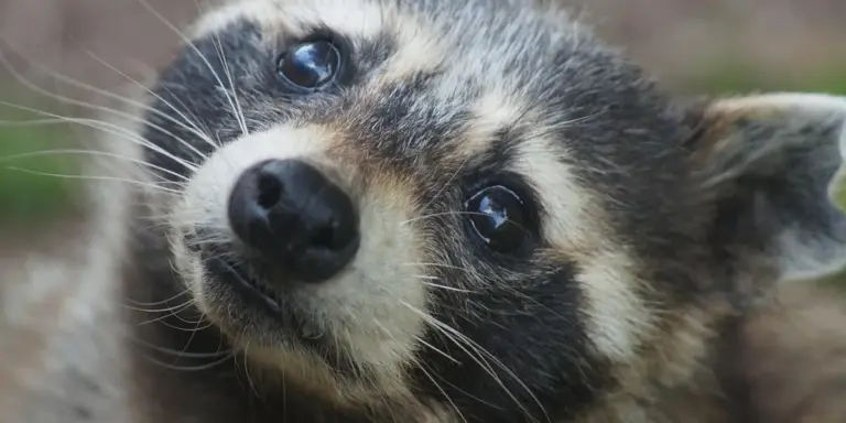 Close-up of a raccoon’s face with distinctive mask-like markings and bright eyes.