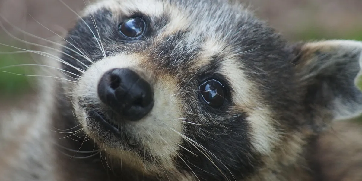 Close-up of a raccoon’s face with distinctive mask-like markings and bright eyes.