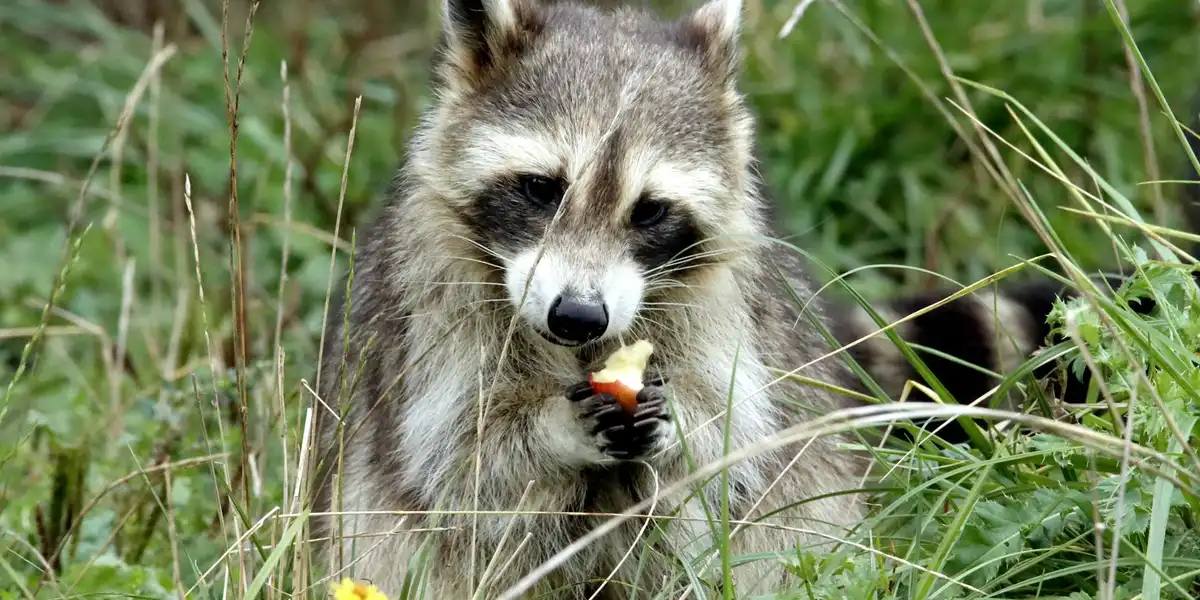 A close-up of a raccoon in tall grass, nibbling on a snack, with a masked facial pattern and keen, searching eyes.