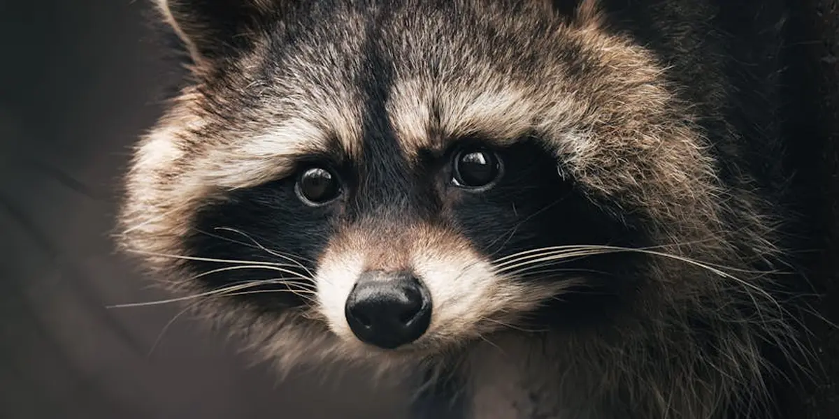 Close-up of a raccoon with a dark facial mask and bright, alert eyes looking toward the camera.