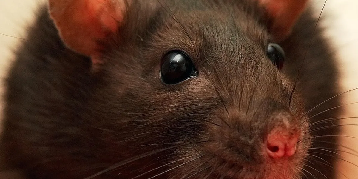 Close-up of a brown rat with dark eyes, ears upright, looking slightly to the side.
